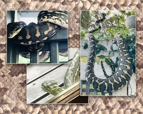 Welcoming the Serpents in My Ceiling: A Journey from Fear to Respect